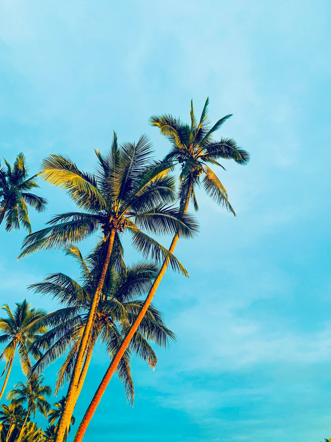 Palm / Arecaceae