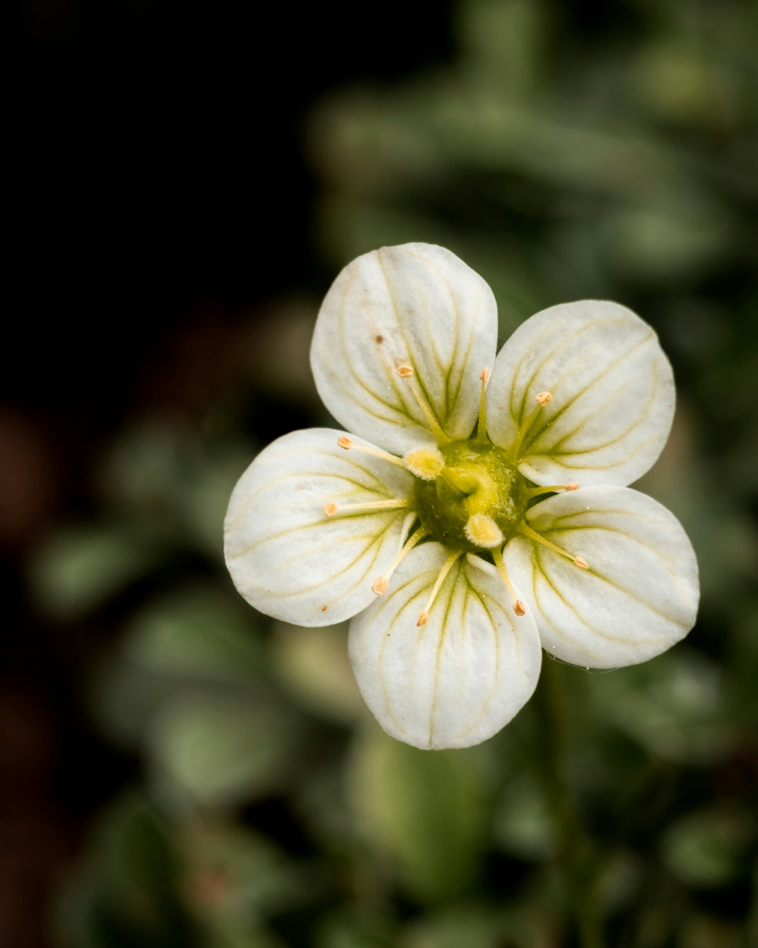 Saxifraga
