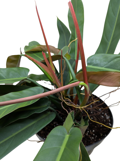 Philodendron Bicolor