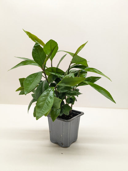 Ardisia 'Red'
