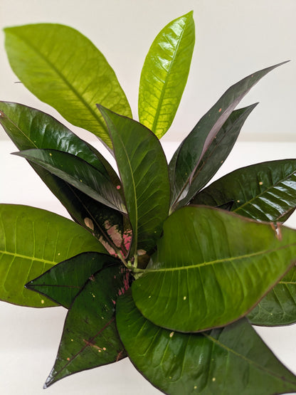 Croton 'Iceton'