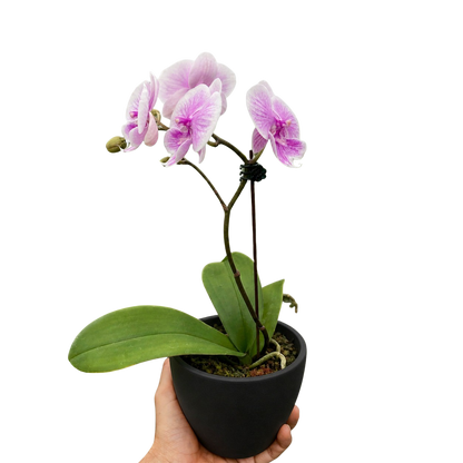 Orchid 'Light Pink Phalaenopsis'