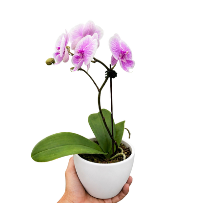 Orchid 'Light Pink Phalaenopsis'