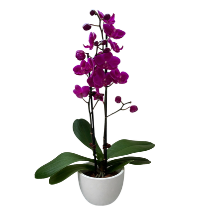 Orchid 'Purple Phalaenopsis'