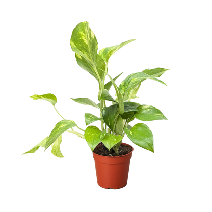 Pothos 'Golden'