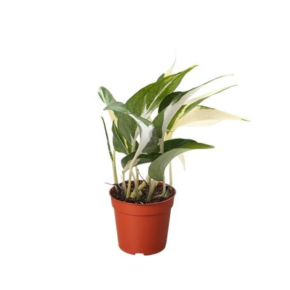 Pothos 'Mutant Manjula'