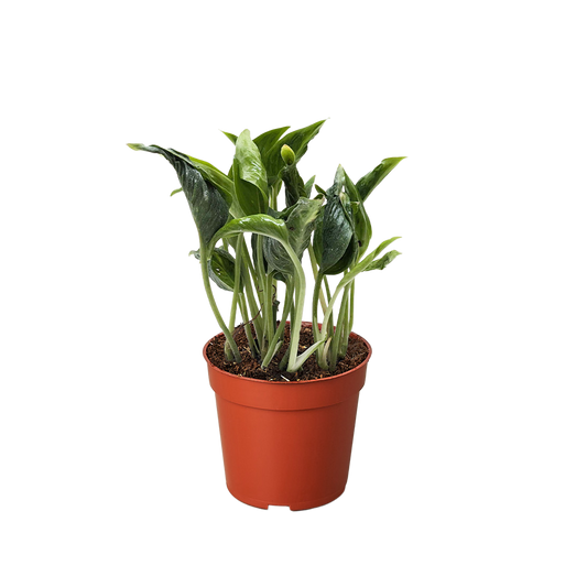 Pothos 'Shangri La'