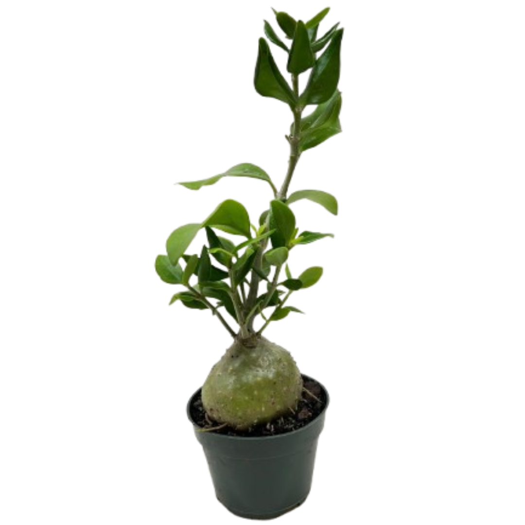 Ant Plant