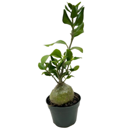 Ant Plant
