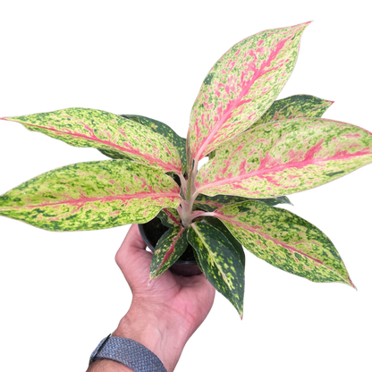 Chinese Evergreen 'Karat'