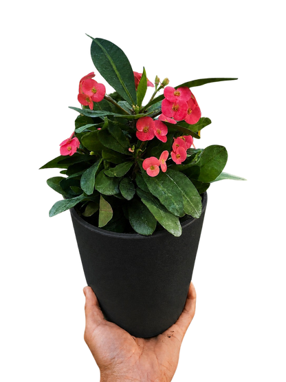 Crown of Thorns