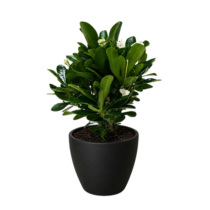 Crown of Thorns