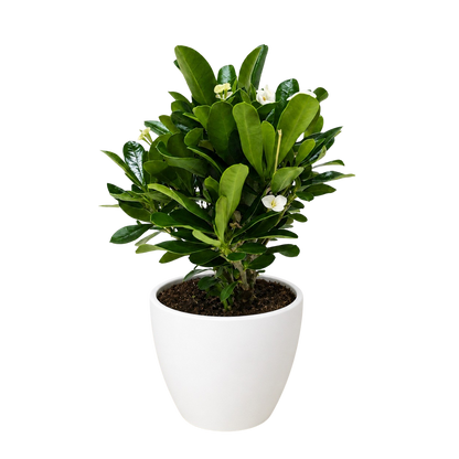 Crown of Thorns
