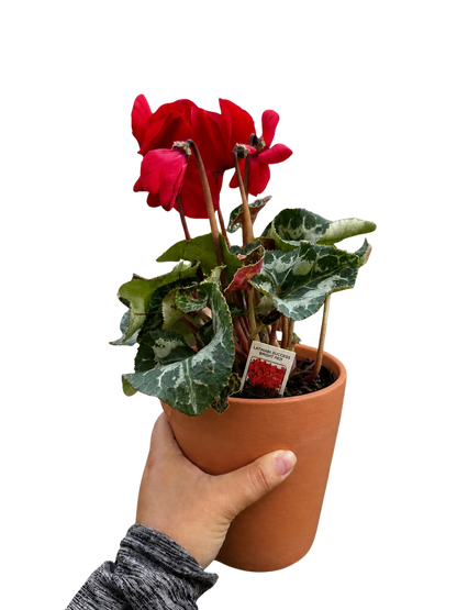 Cyclamen 'Red'