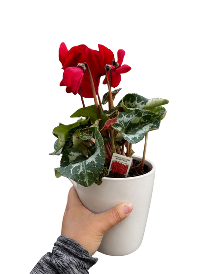 Cyclamen 'Red'