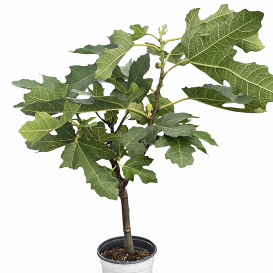 ED Fig