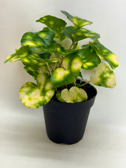 Farfugium Firefly