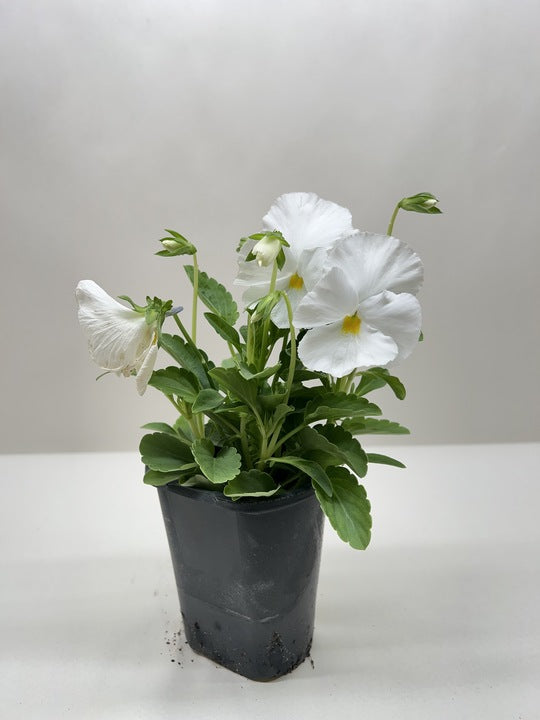 Pansy
