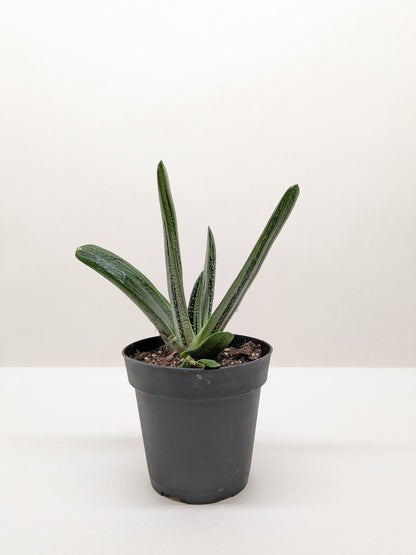 Succulent Gasteria Little Warty
