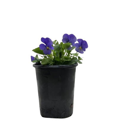 Viola