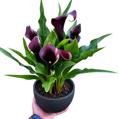 Calla Lily