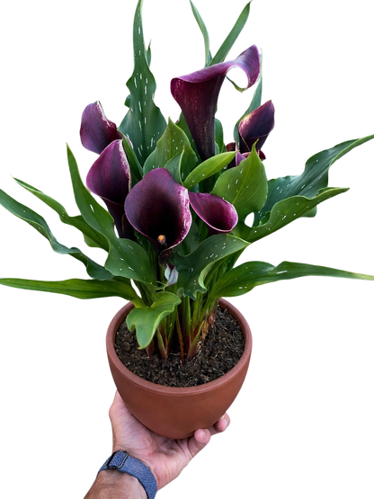 Calla Lily