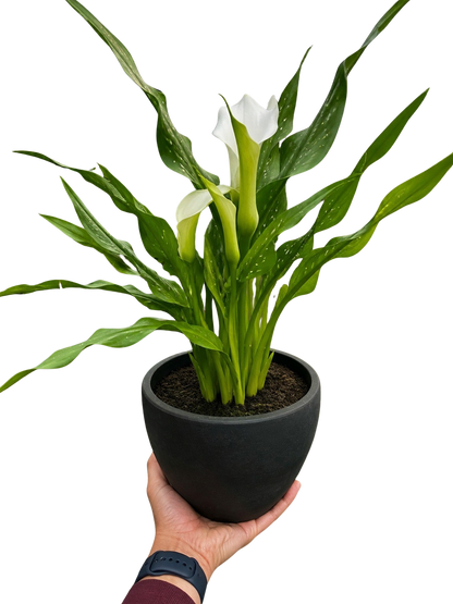 Calla Lily
