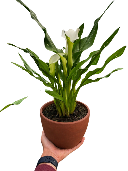 Calla Lily
