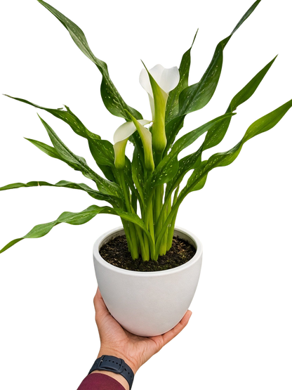 Calla Lily