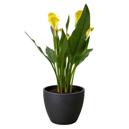 Calla Lily