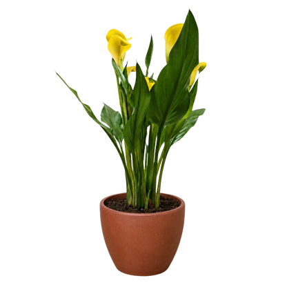 Calla Lily
