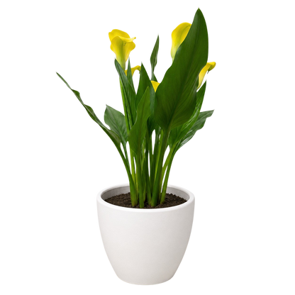 Calla Lily