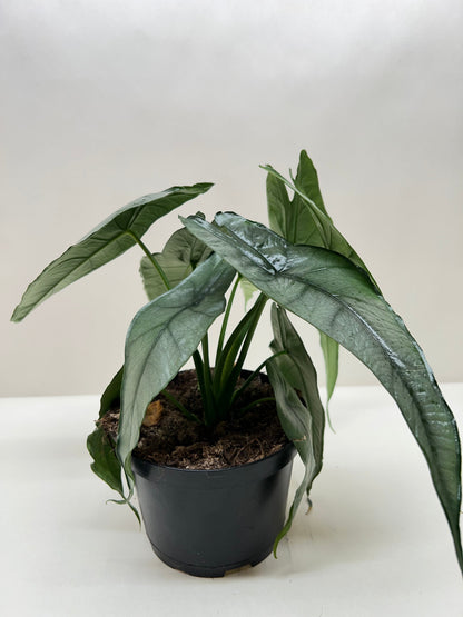 Alocasia 'Dragons Breath'