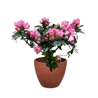 Azalea (Rhododendron)