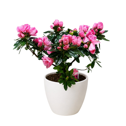 Azalea (Rhododendron)