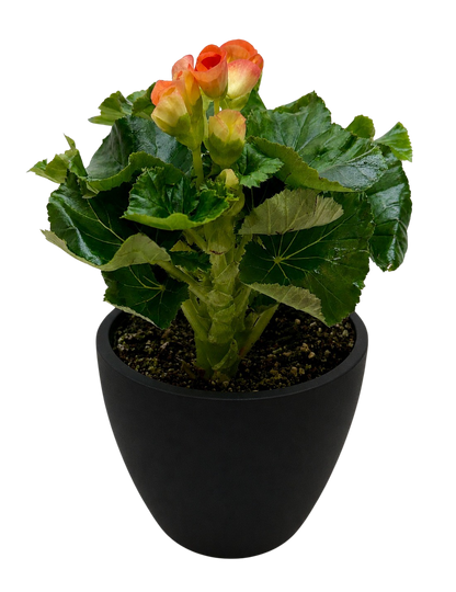 Begonia 'Reiger'