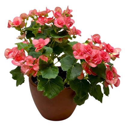 Begonia 'Reiger'