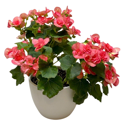 Begonia 'Reiger'