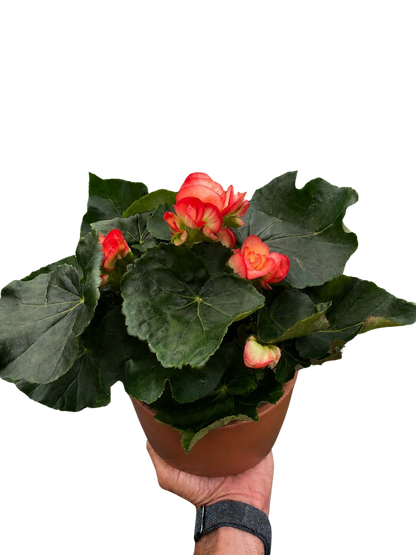 Begonia 'Reiger'