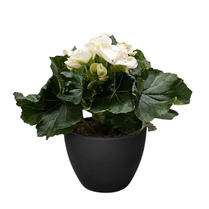 Begonia 'Reiger'