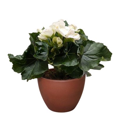 Begonia 'Reiger'