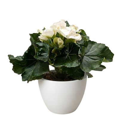Begonia 'Reiger'
