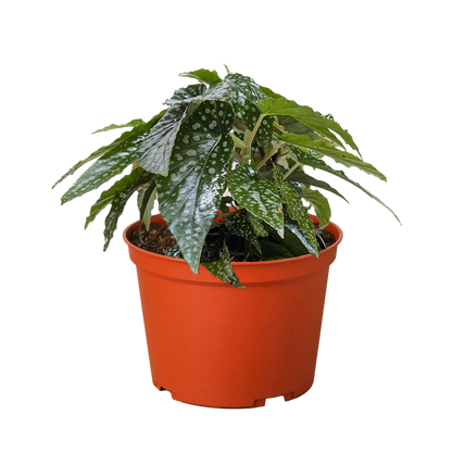 Begonia 'White Ice'