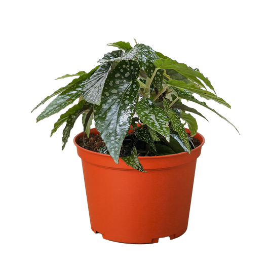 Begonia 'White Ice'