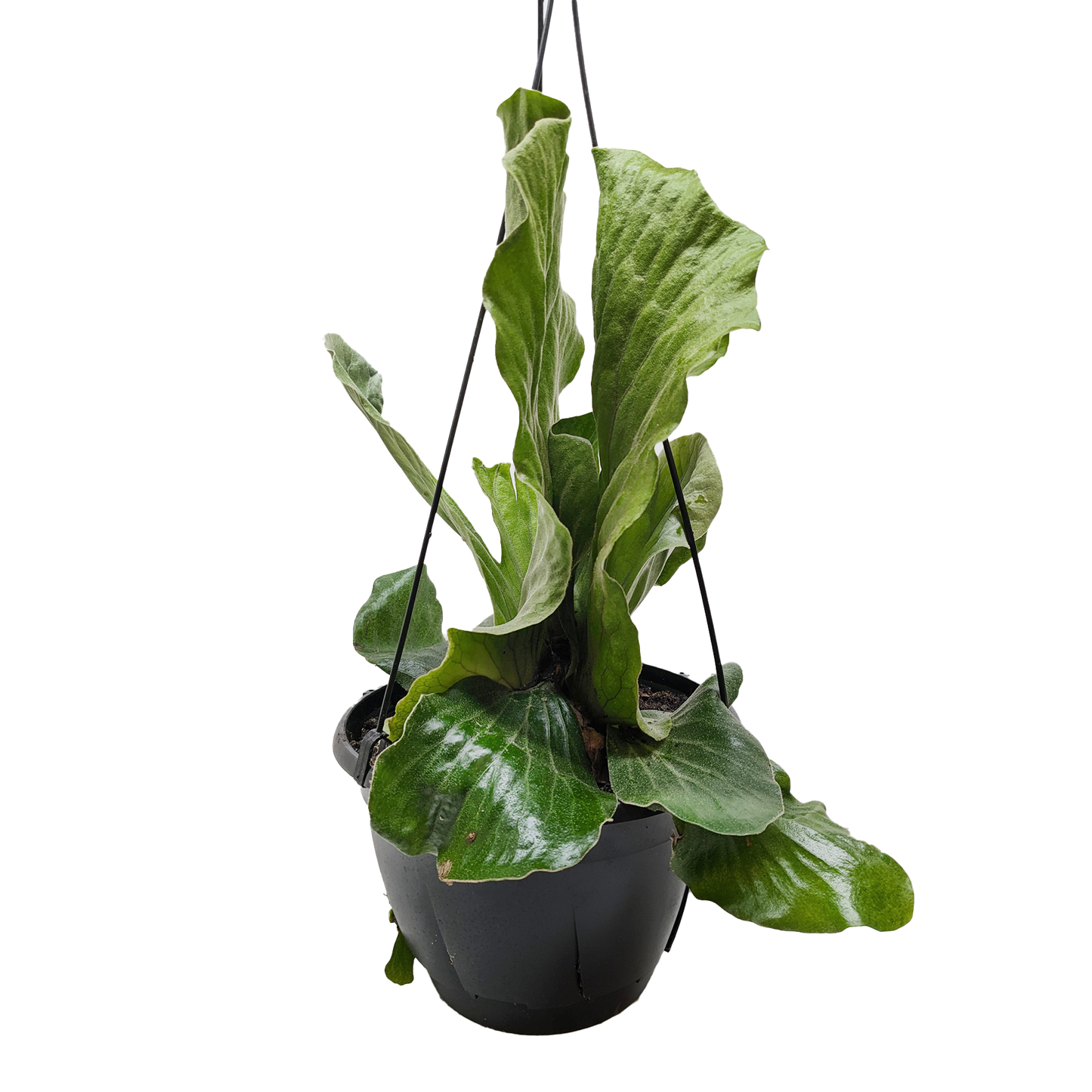 Fern 'Elephant'