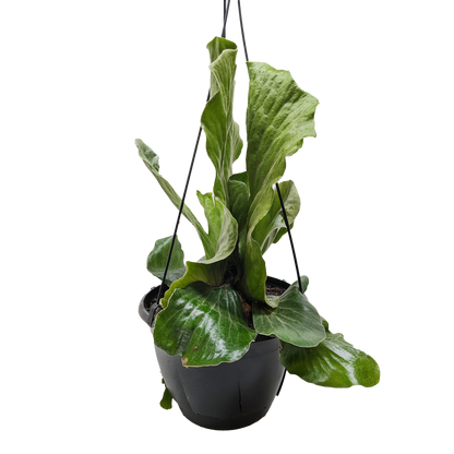 Fern 'Elephant'