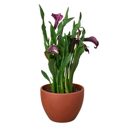 Calla Lily