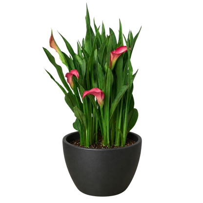Calla Lily