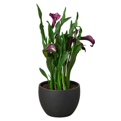 Calla Lily