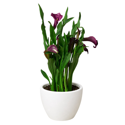 Calla Lily